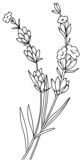 Illustration de lavande dessinée à la main